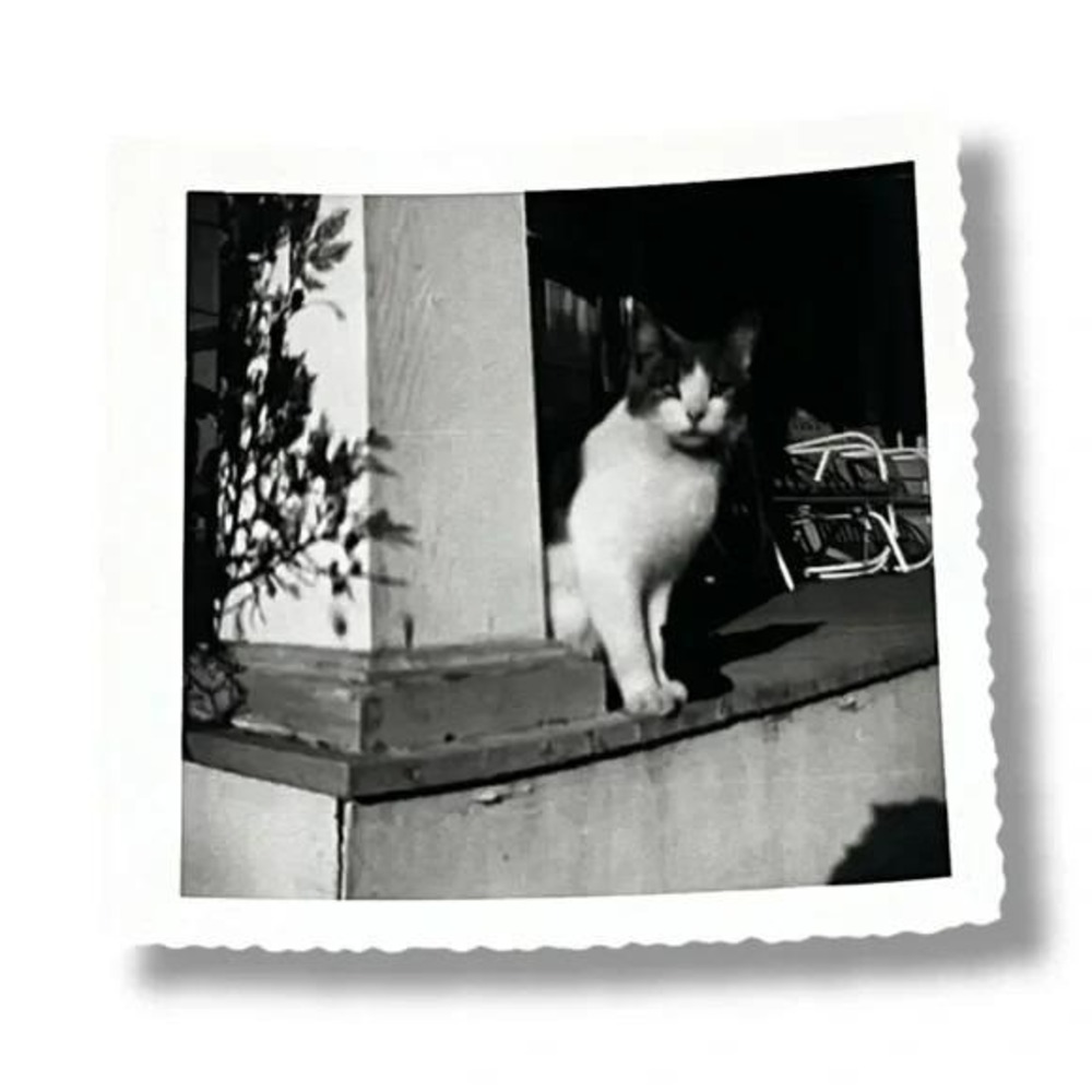 Cat Poking Around Front Porch Column c1955 Vintage Found Photo DBX